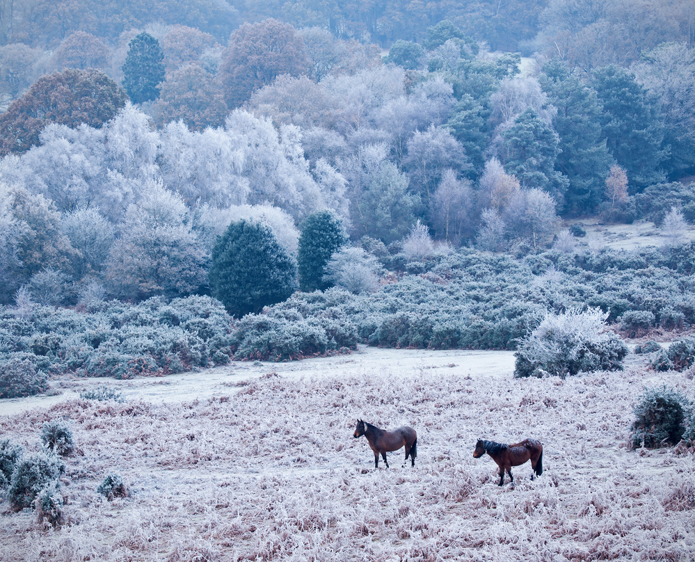 New Forest Autumn Ponies in the Frost,  Deadman Hill